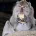 monkey_macaque_balinese_mf_ubud_v_0921_bal4636.jpg
